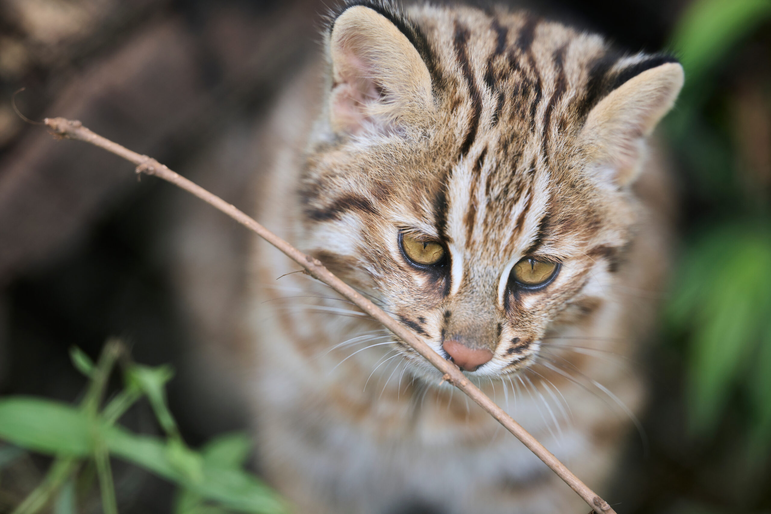 論文/感染症】対馬の動物集団における重症熱性血小板減少症ウイルス