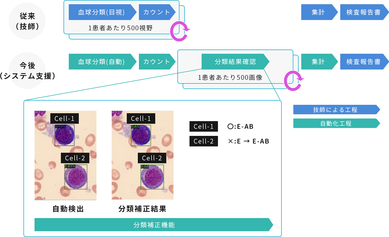 血球細胞分類フロー図（MDS診断支援イメージ）